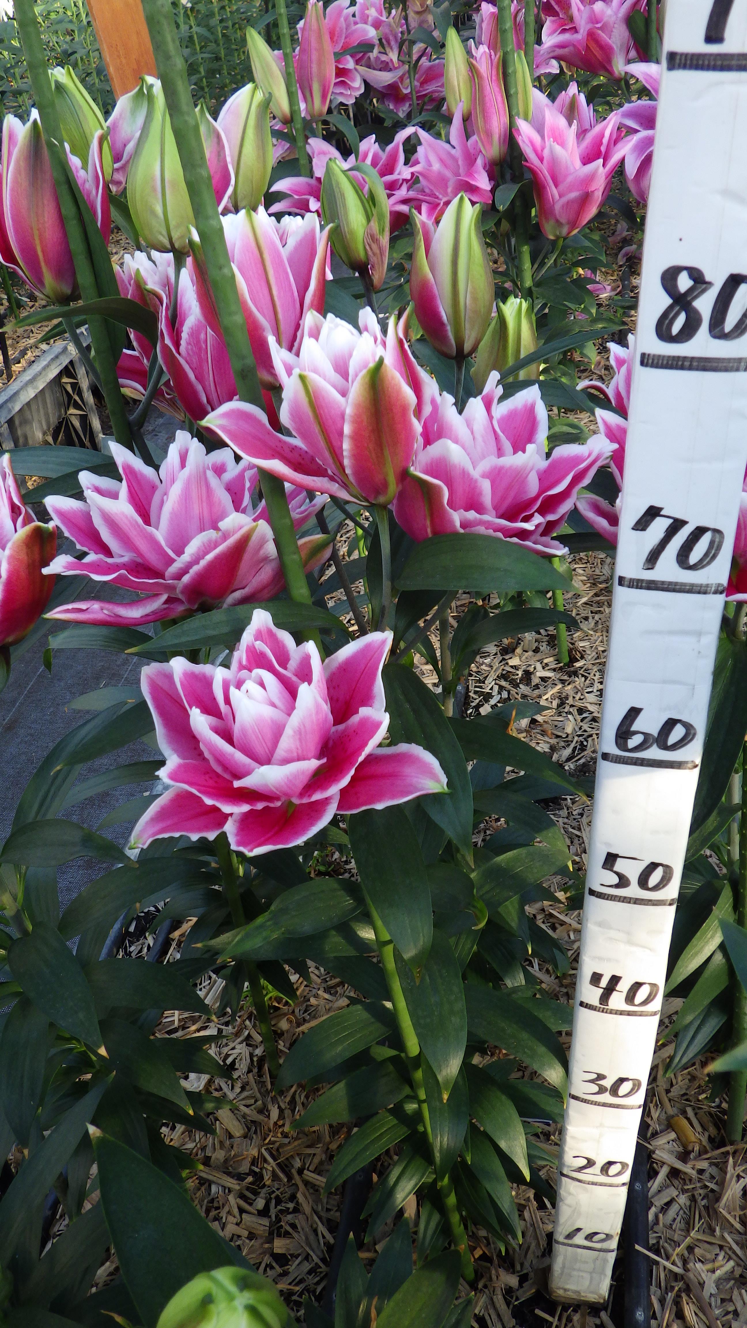 RL サマンサ(八重)